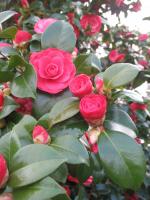 premiers-camelias-08.jpg