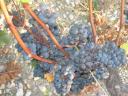cep-sarments-et-raisins.jpg